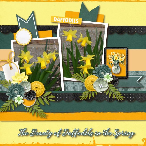 The Beauty of Daffodils