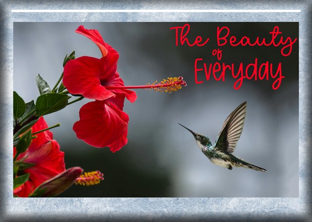 The-Beauty-of-Everyday