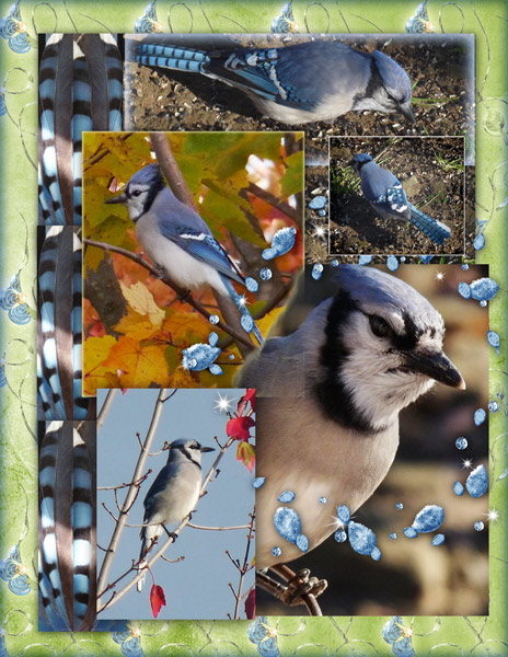The Blue Jay
