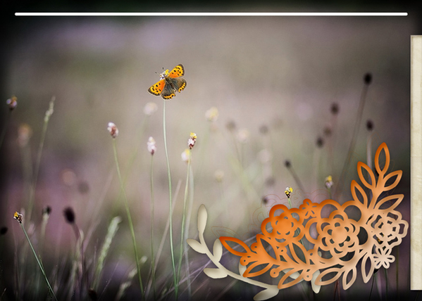 The Butterfly