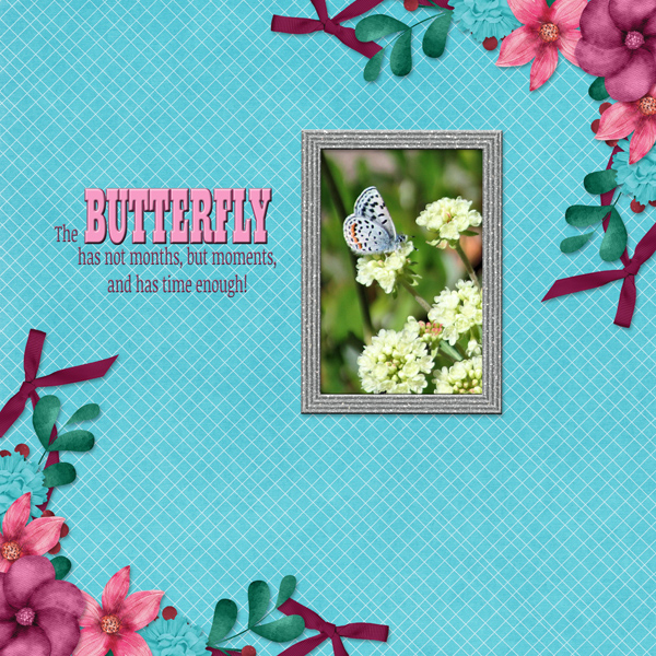 The BUTTERFLY ...