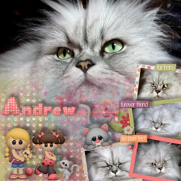 The Cat