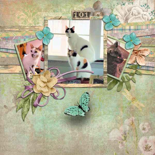 The Cats August