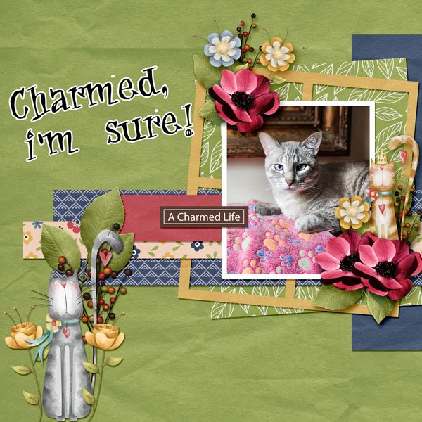 The-Cat's-Meow.jpg