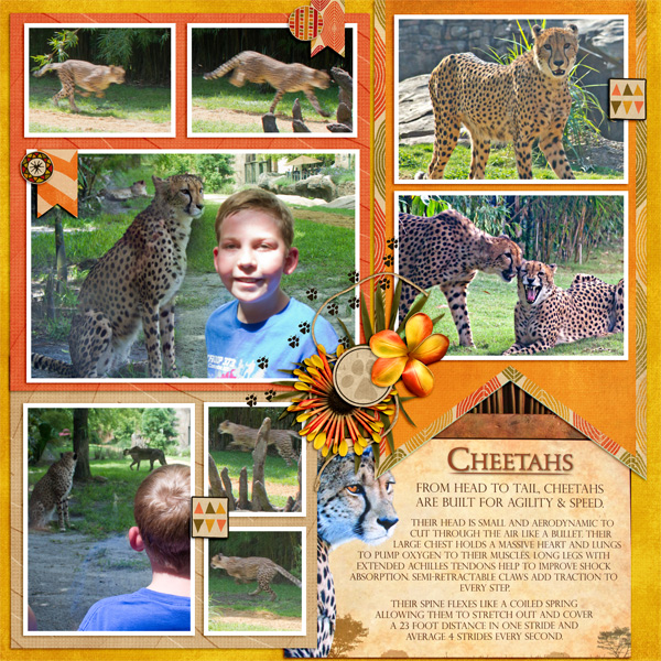 The Cheetah