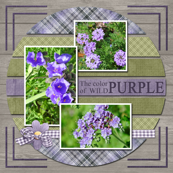 The color of WILD: PURPLE