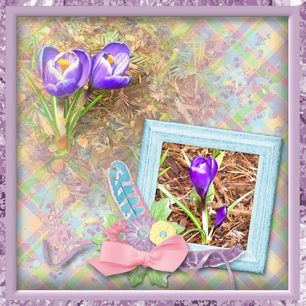 The Crocus are BLOOMING!