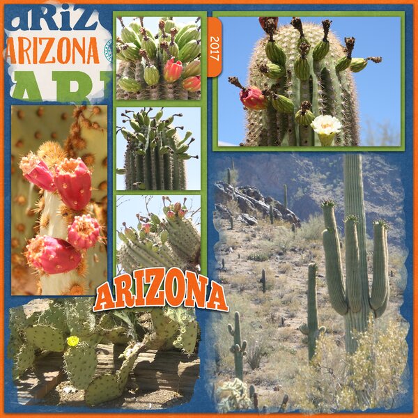 The Desert in Bloom
