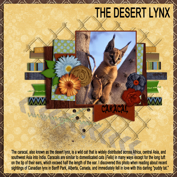 The Desert Lynx