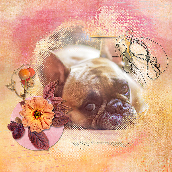 The Dog
