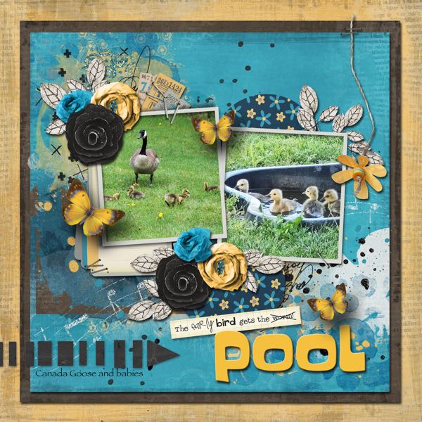The Early Bird Gets The Pool