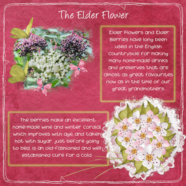 The Elder Flower