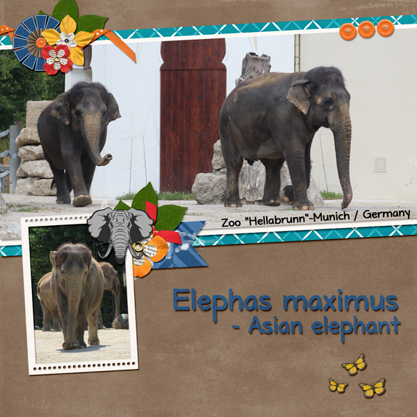 the elephants