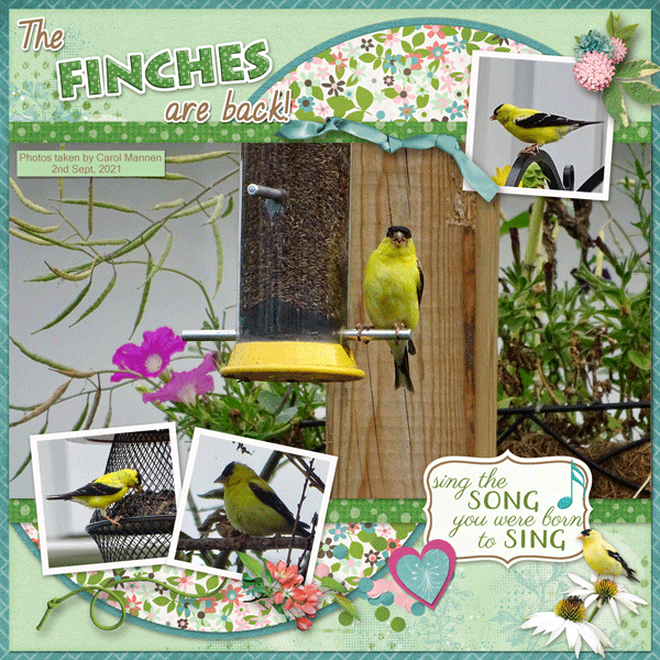 The Finches Are Back!