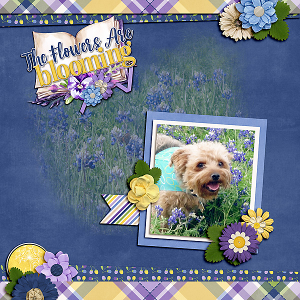 The Flowers Are Blooming