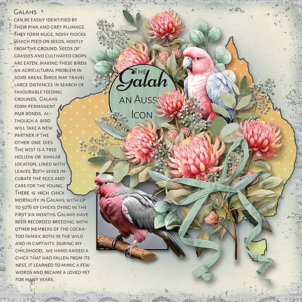 The-Galah-copy.web.jpg