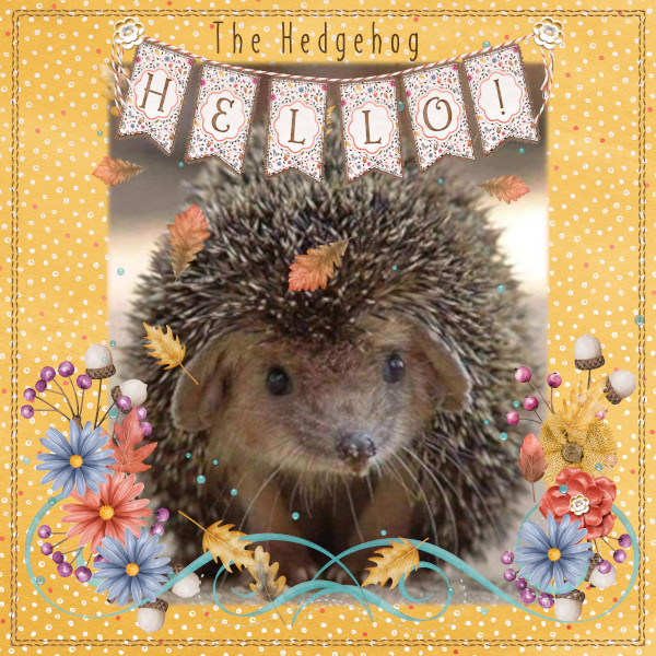 The Hedgehog