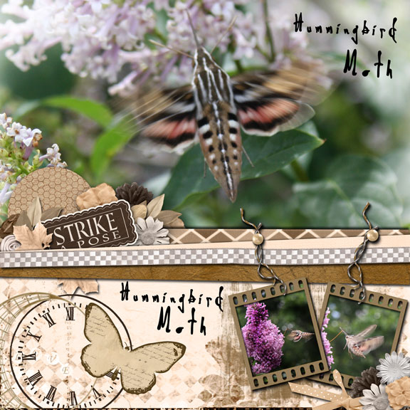 The HummingBird Moth Strikes a Pose