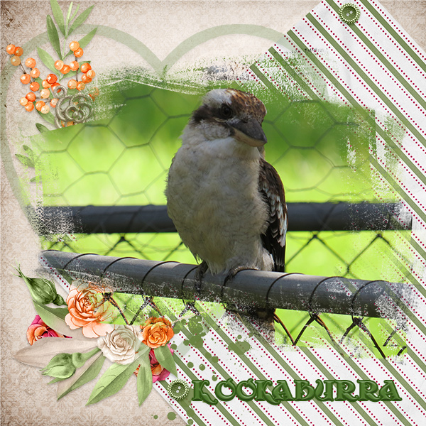 The Kookaburra