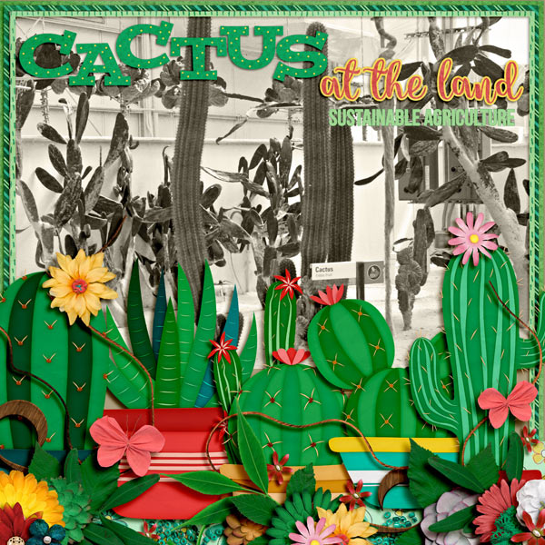 The land: cactus