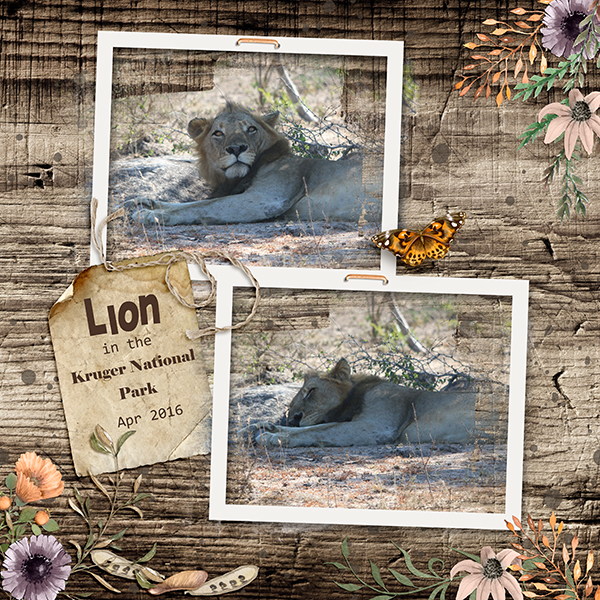 The Lion sleeps
