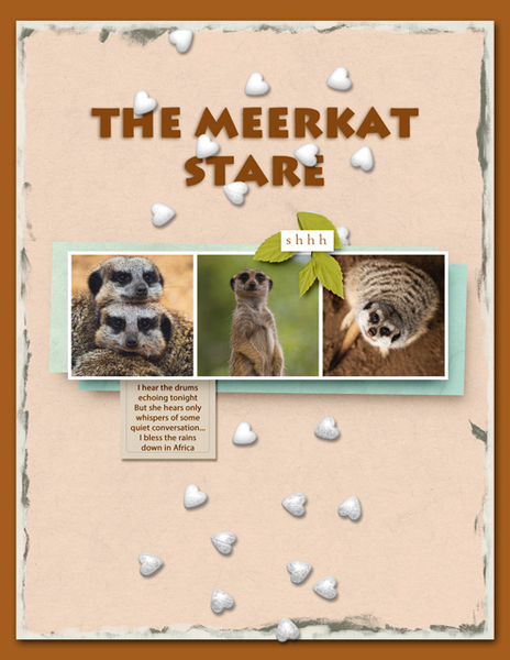 The Meerkat Stare