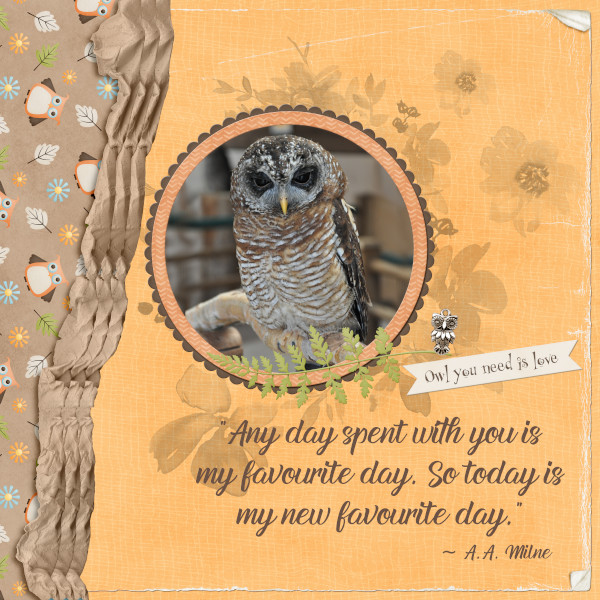 The Owl!
