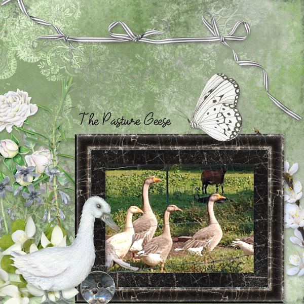 The Pasture Geese