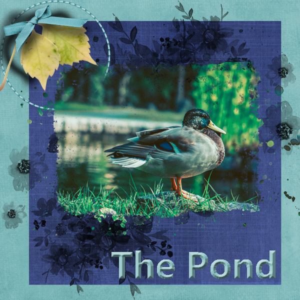 The Pond