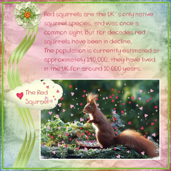 The Red Squirrel