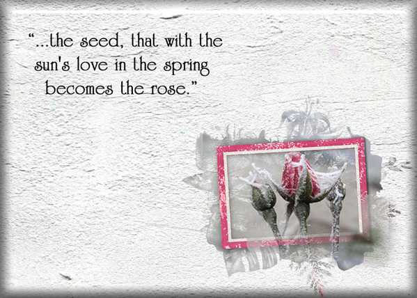 The Rose