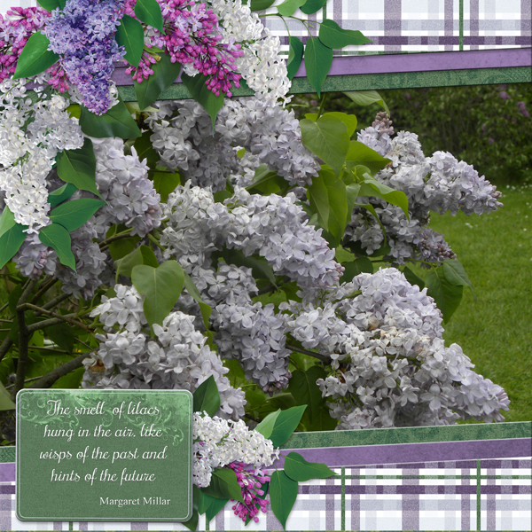 The smell of lilacs hung in the air ..