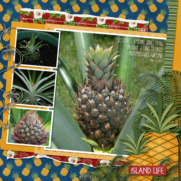 The Tropics kit