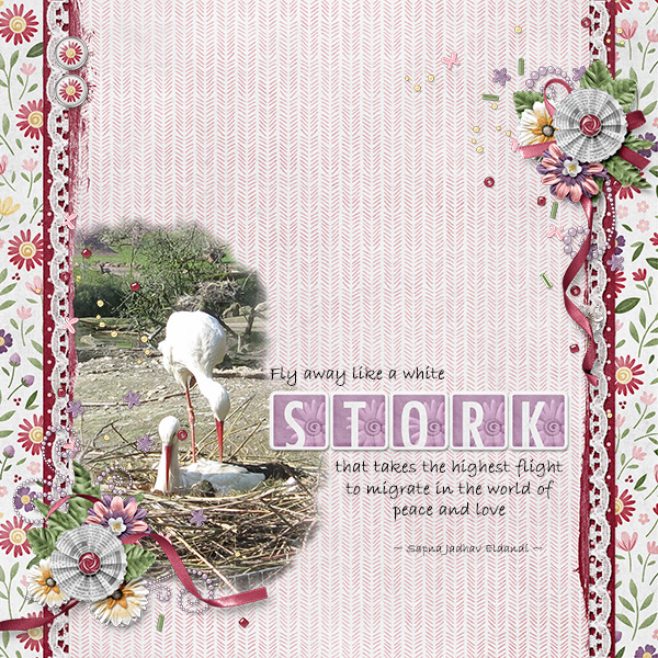 The white stork