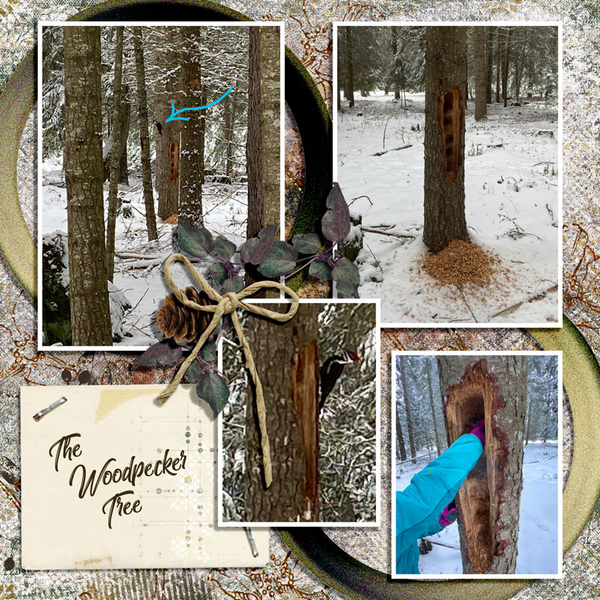 THE WOODPECKER TREE