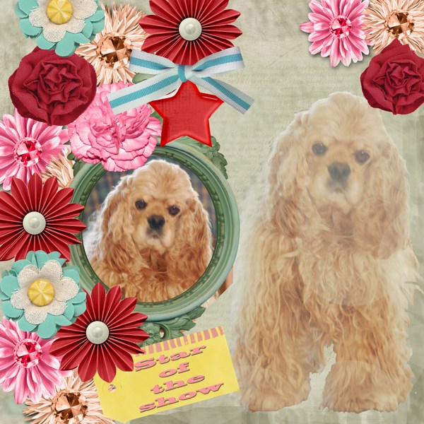 The_star_dog
