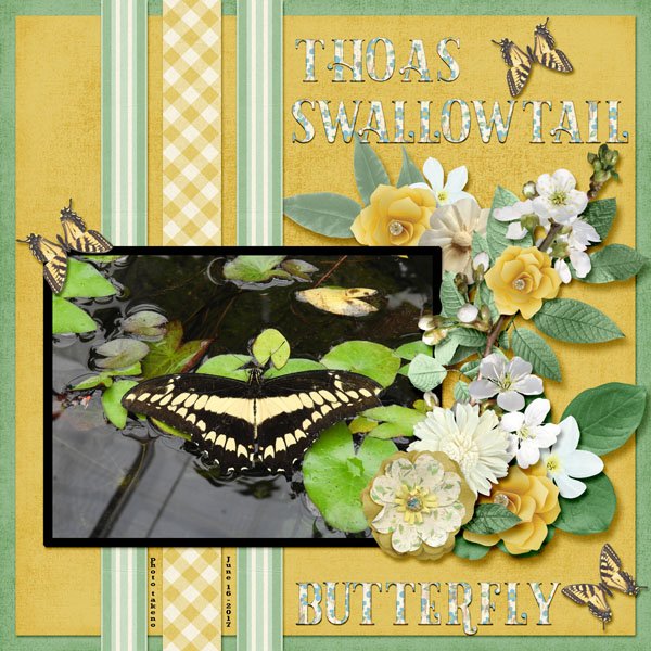 Thoas Swallowtail Butterfly small.jpg