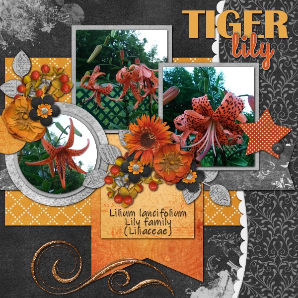 Tiger Lily