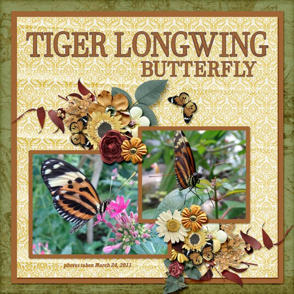 Tiger Longwing Butterfly small.jpg