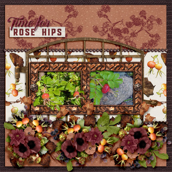 Time-for-rose-hips