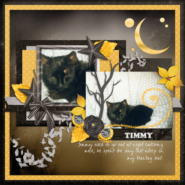 Timmy_the_cat
