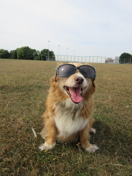 Tizer in shades