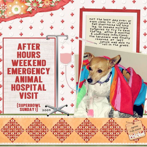 to the animal hospital