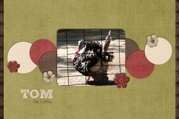 Tom the Turkey