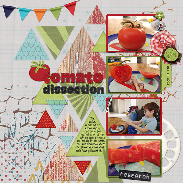 tomato dissection