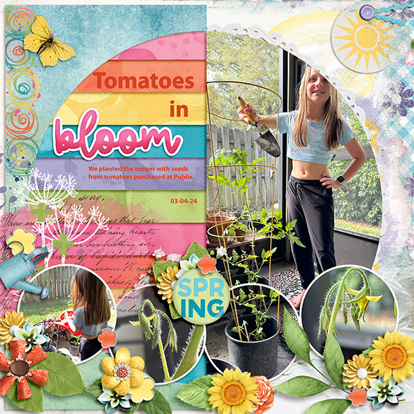 Tomatoes in Bloom