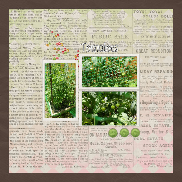 Tomatoes