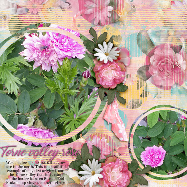 Torne-valley-rose