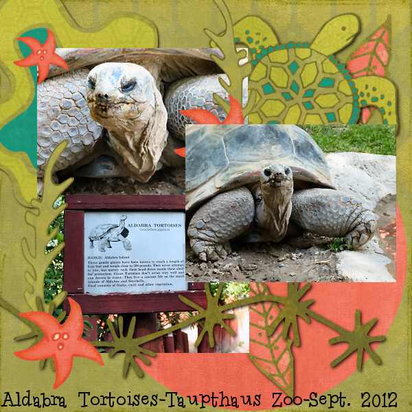 Tortoise Time