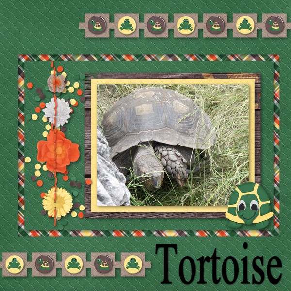 Tortoise